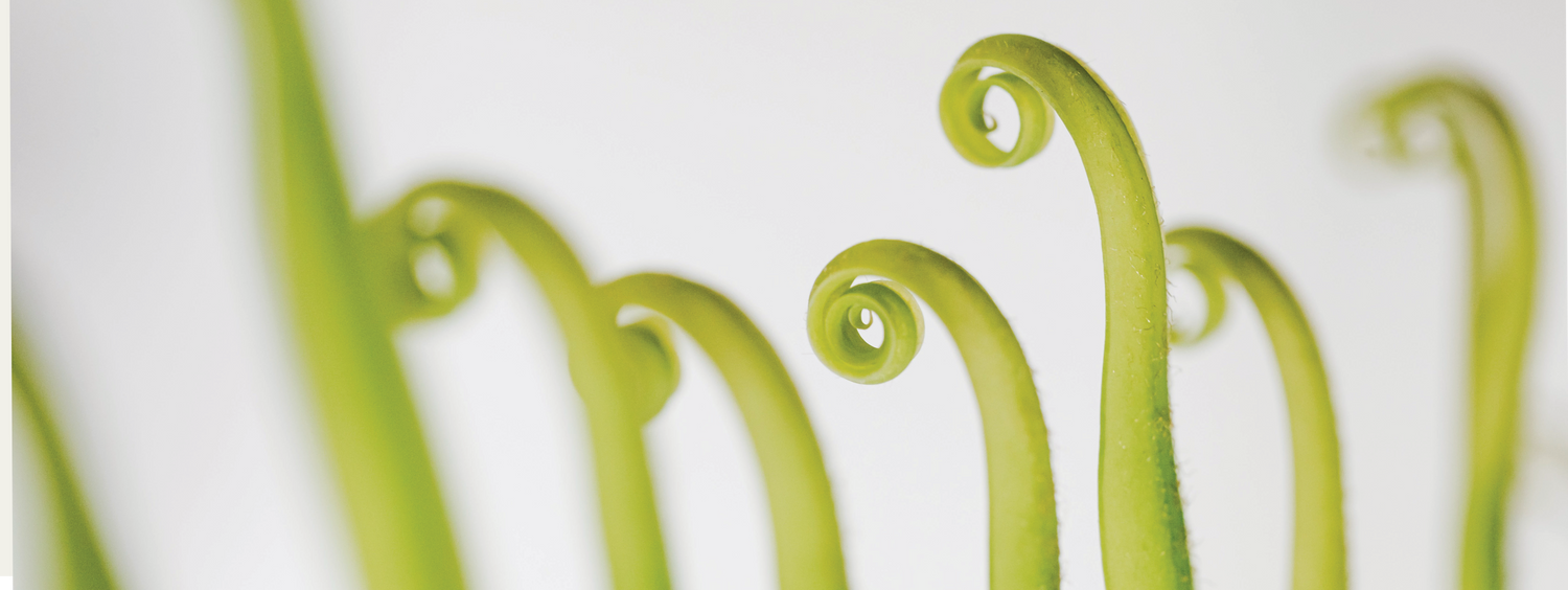 spiralförmig aufgerollte Keimlinge