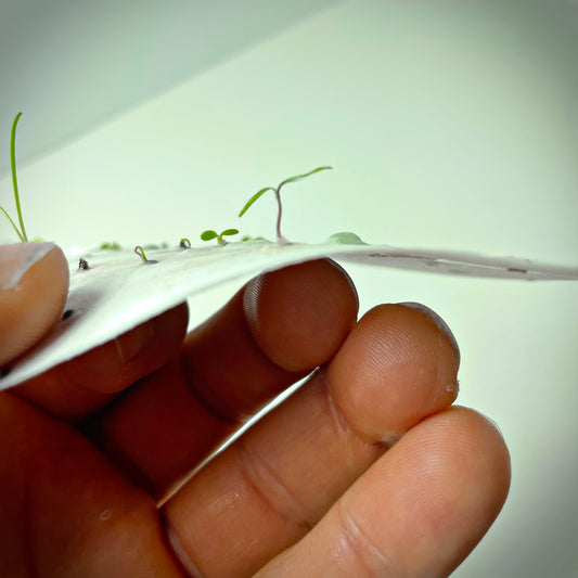 junge Keimlinge, die aus einem Blatt Samenpapier wachsen