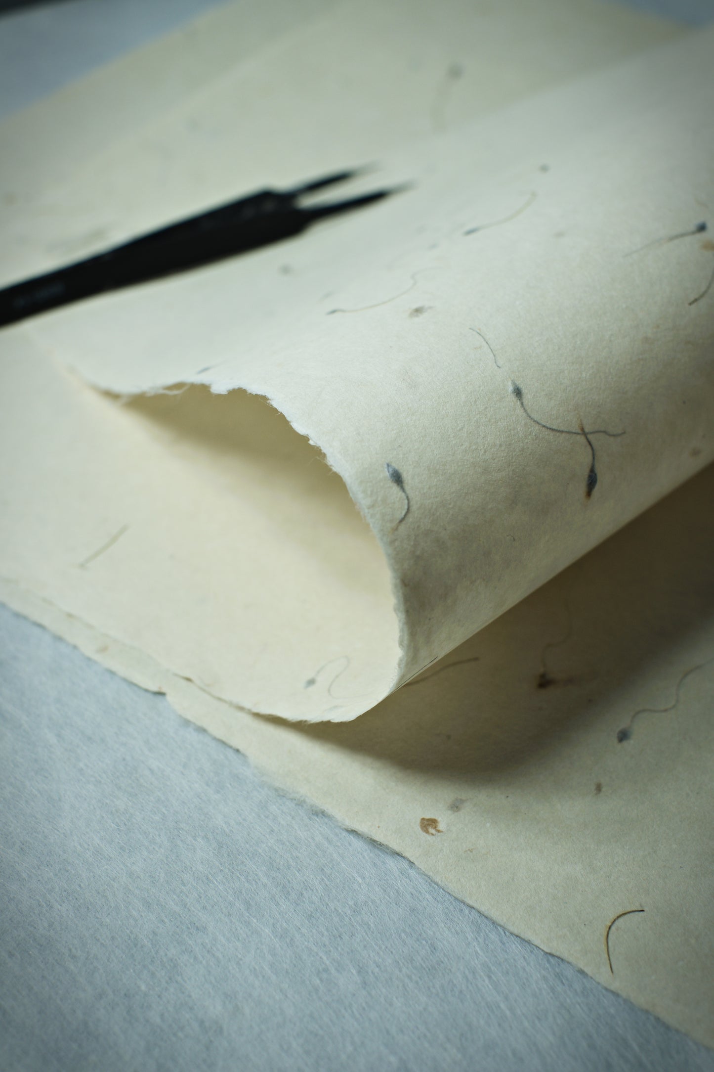 Sonderedition: Abakapapier, 60 g/m2, handgeschöpft DIN-A3 - Waldrebensamen