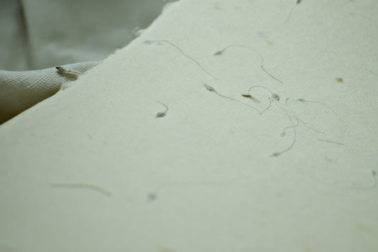 Sonderedition: Abakapapier, 60 g/m2, handgeschöpft DIN-A3 - Waldrebensamen